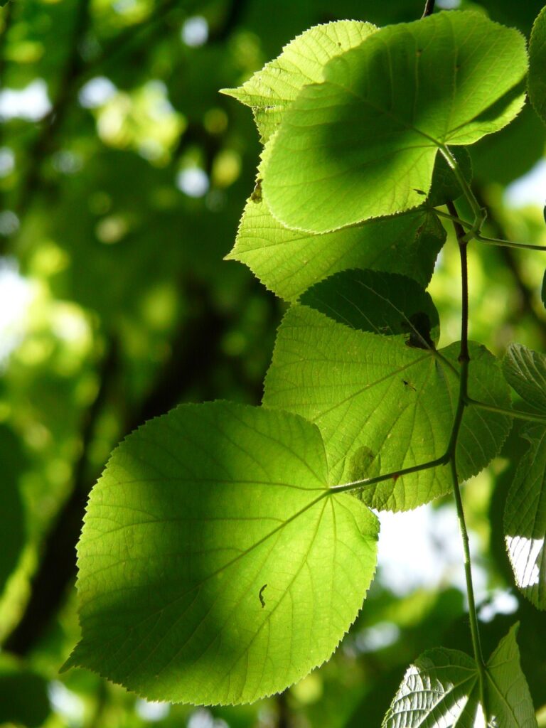 primo piano delle foglie a cuore del tiglio