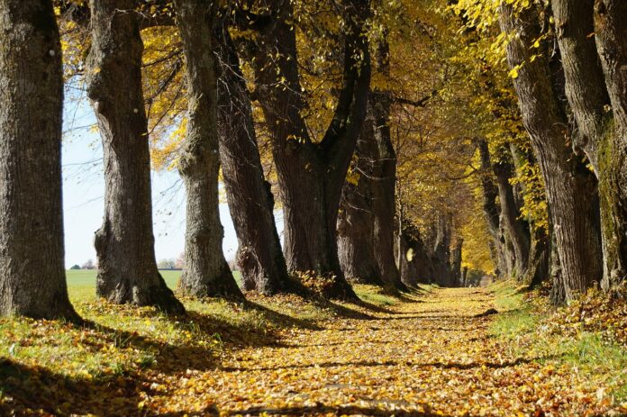 viale alberato di tiglio in versione autunnale