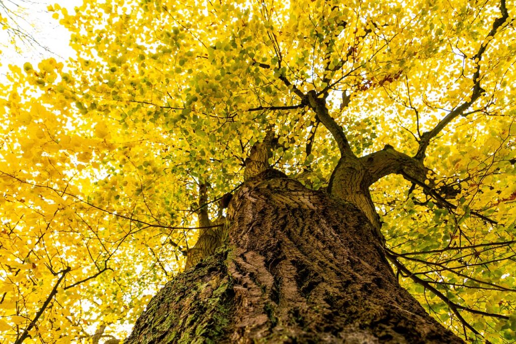 albero di tigio con foglie ingiallite visto in una panoramica dal basso con corteccia e chioma