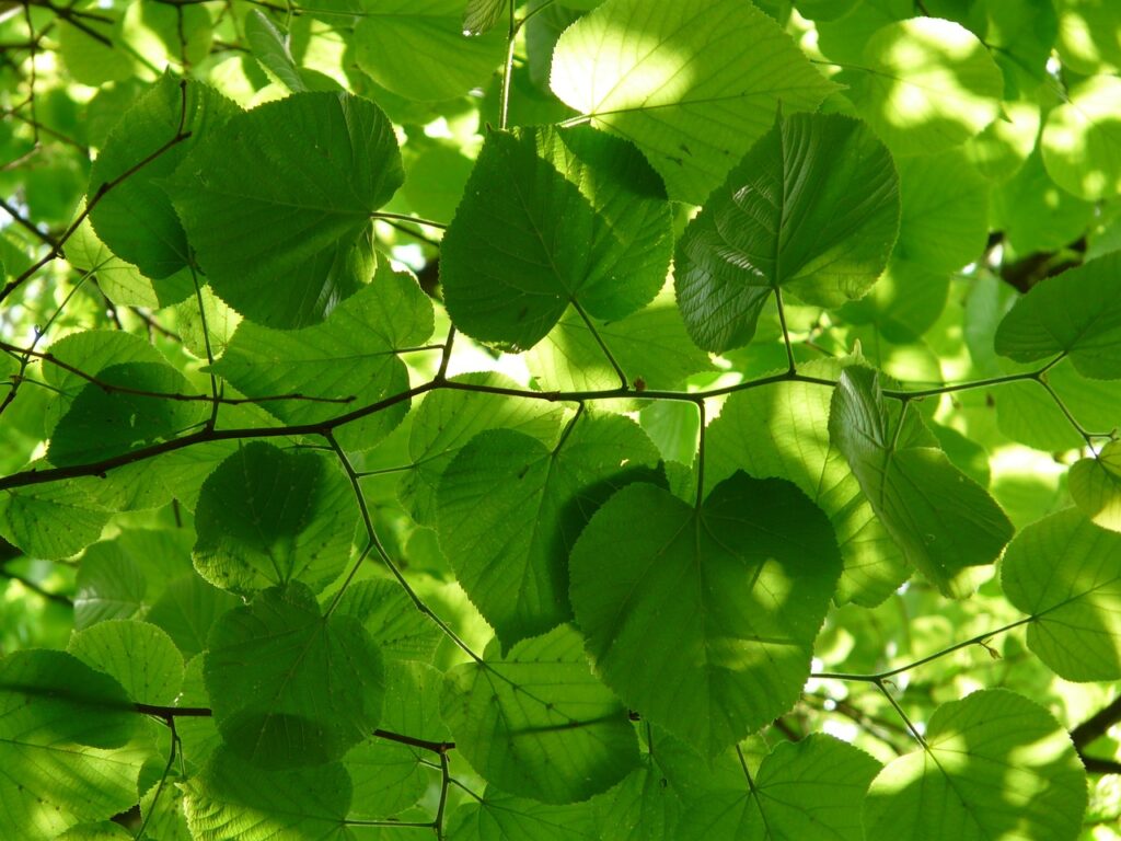 foliatura del tiglio a primavera con foglie verdiddime in primo piano
