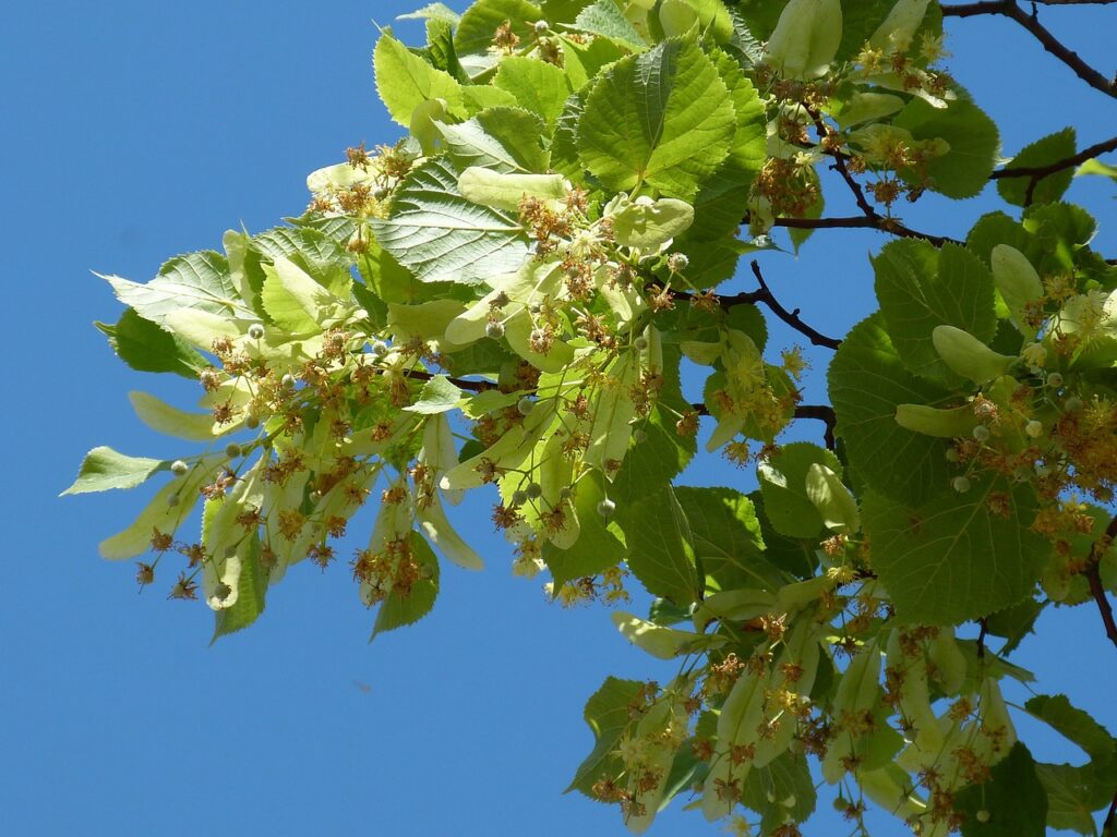 ramo di tiglio pieno di fiori