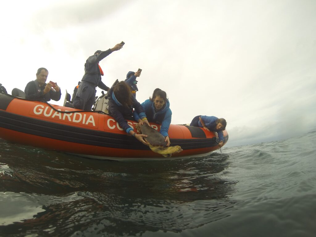 Venus torna in mare - nella foto un gommone arancione della guardia costieera con a bordo i volontari del soccorso che stanno liberando la tartaruga in mare aperto