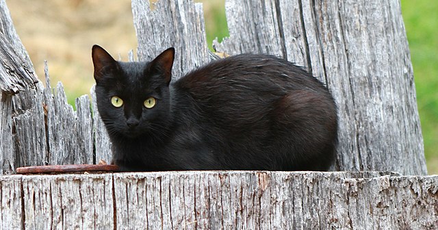 gatto nero su un muretto in legno grigio emblema di superstizione per il venerdì 17