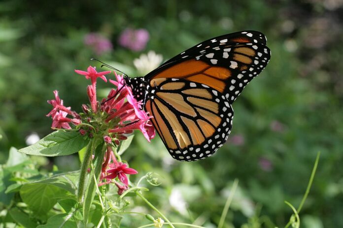 [[File:Danaus plexippus in Secret Woods.JPG|Danaus_plexippus_in_Secret_Woods]]