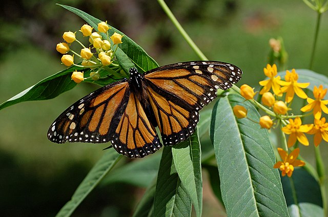 Farfalla monarca arancione con bordi neri e strisce nere
Monarch Butterfly Danaus plexippus on Milkweed Hybrid 2800px.jpg
<a href="https://commons.wikimedia.org/wiki/User:Ram-Man">Derek Ramsey</a> / <a href="https://derekramsey.com">derekramsey.com</a> / Used with permission