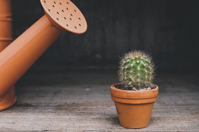 giardinaggio - una piantina di cactus in un vasetto marrone e di fianco un annaffiatoio