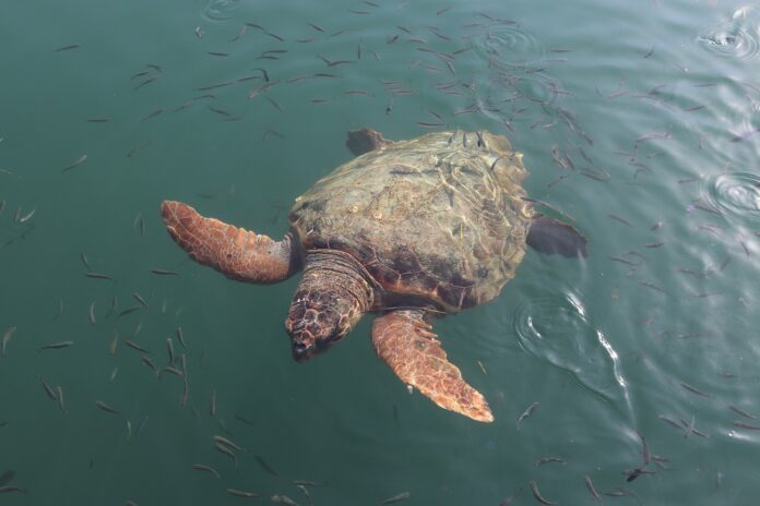 tartaruga caretta caretta in mare