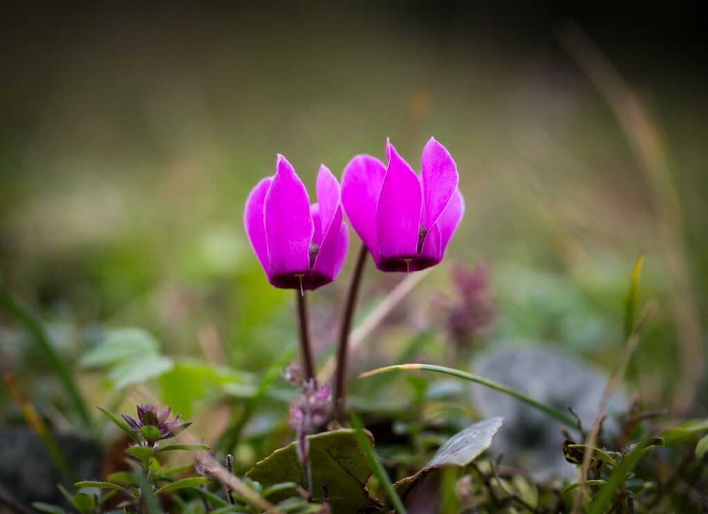 ciclamino lilla con tre fiori