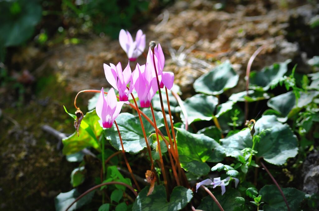 una pianta di ciclamino rosa che spunta in un prato