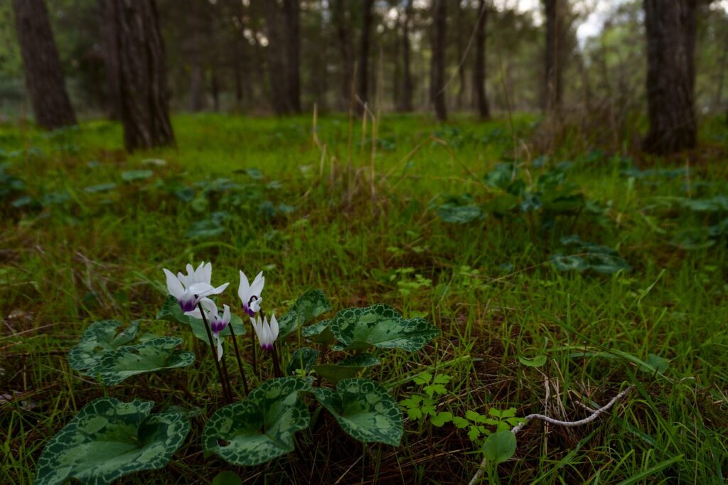 un piccolo ciclamino bianco in un folto bosco