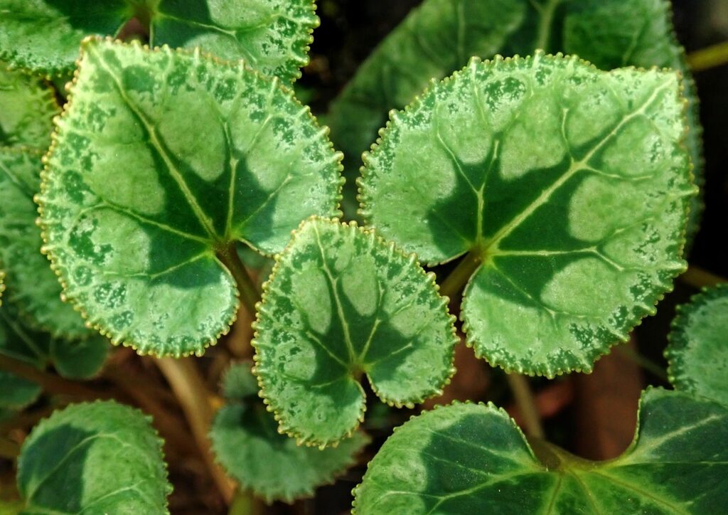 foglie di ciclamino con in evidenza le loro tante sfumature di verde e grigio