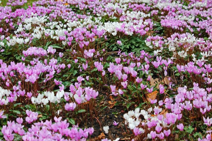 campo pieno di piante di ciclamino rosa porpora e bianchi