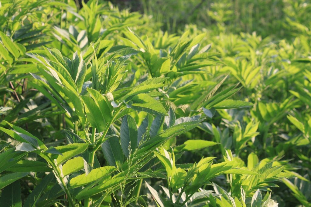 pianta di ebbio  con sole foglie