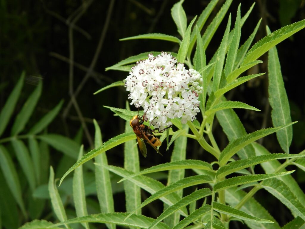 fiore di ebbio simile al sambuco con piccolissimi fiori bianchi