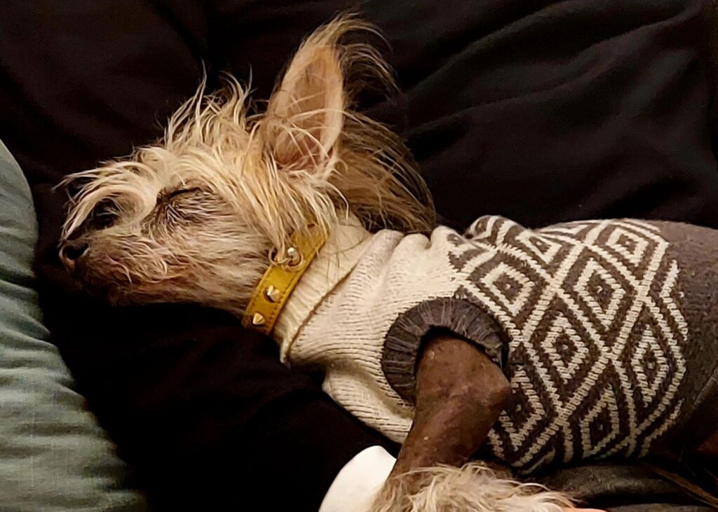 Separazione: nella foto un cane cinese nudo con un maglioncino beige a quadri, dorme tranquillio
