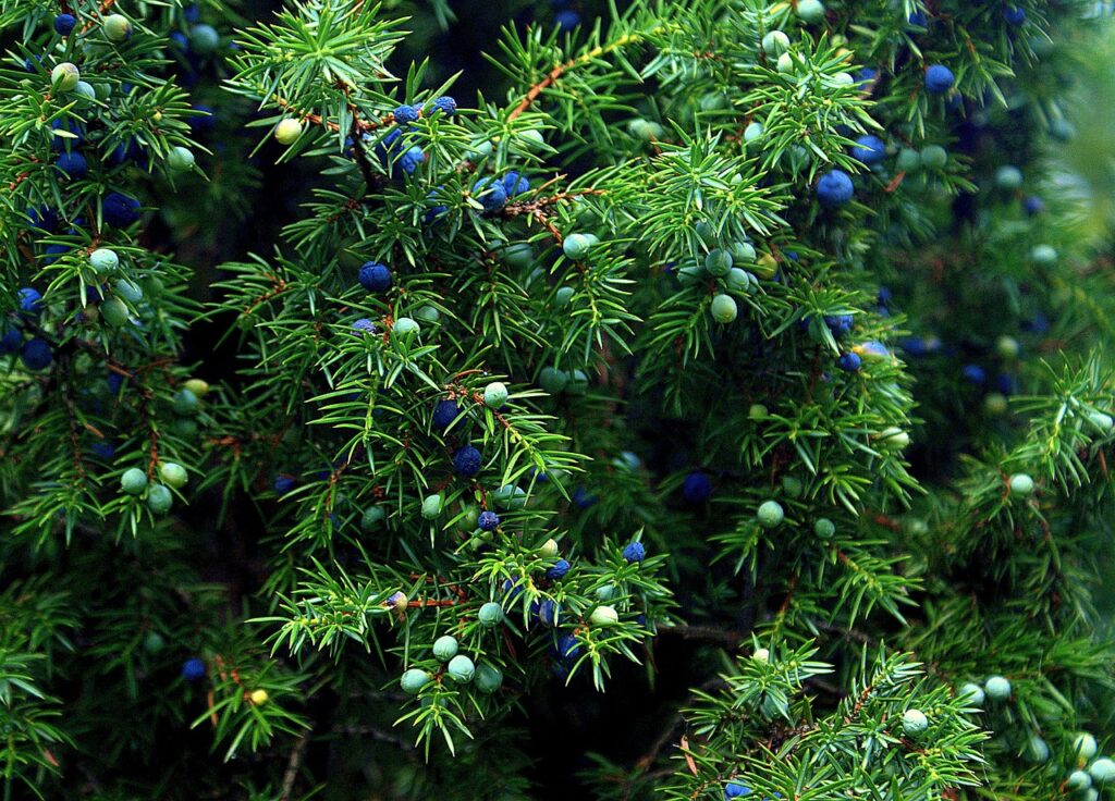 il ginepro folto cespuglio verde