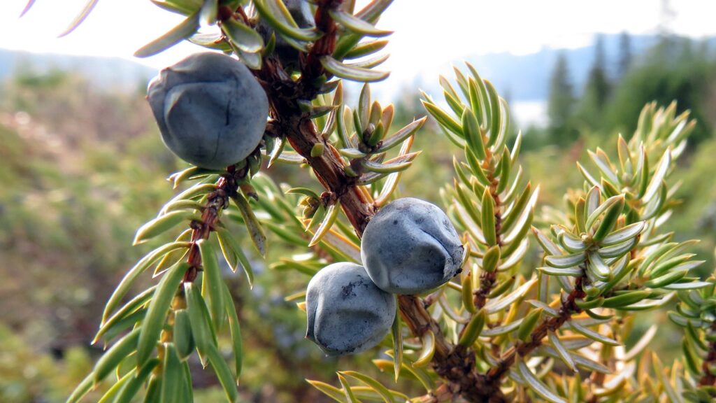 primo piano di bacche di ginepro con piccoli aghi intorno sui rami