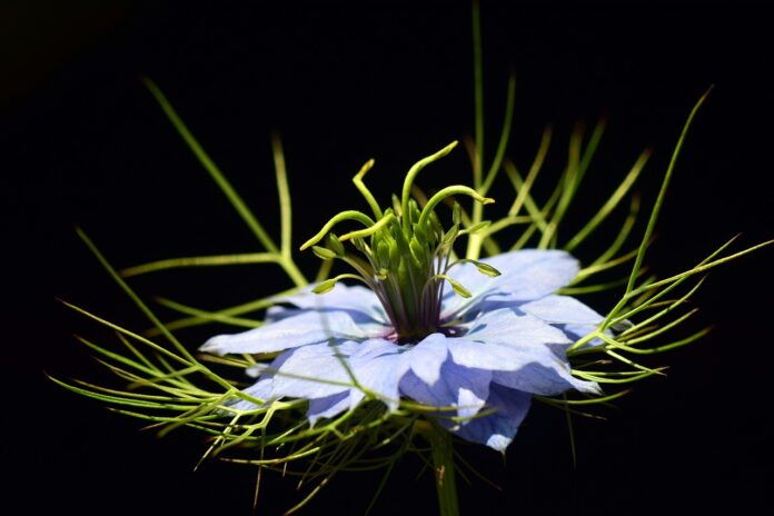 fiore bianco di nigella