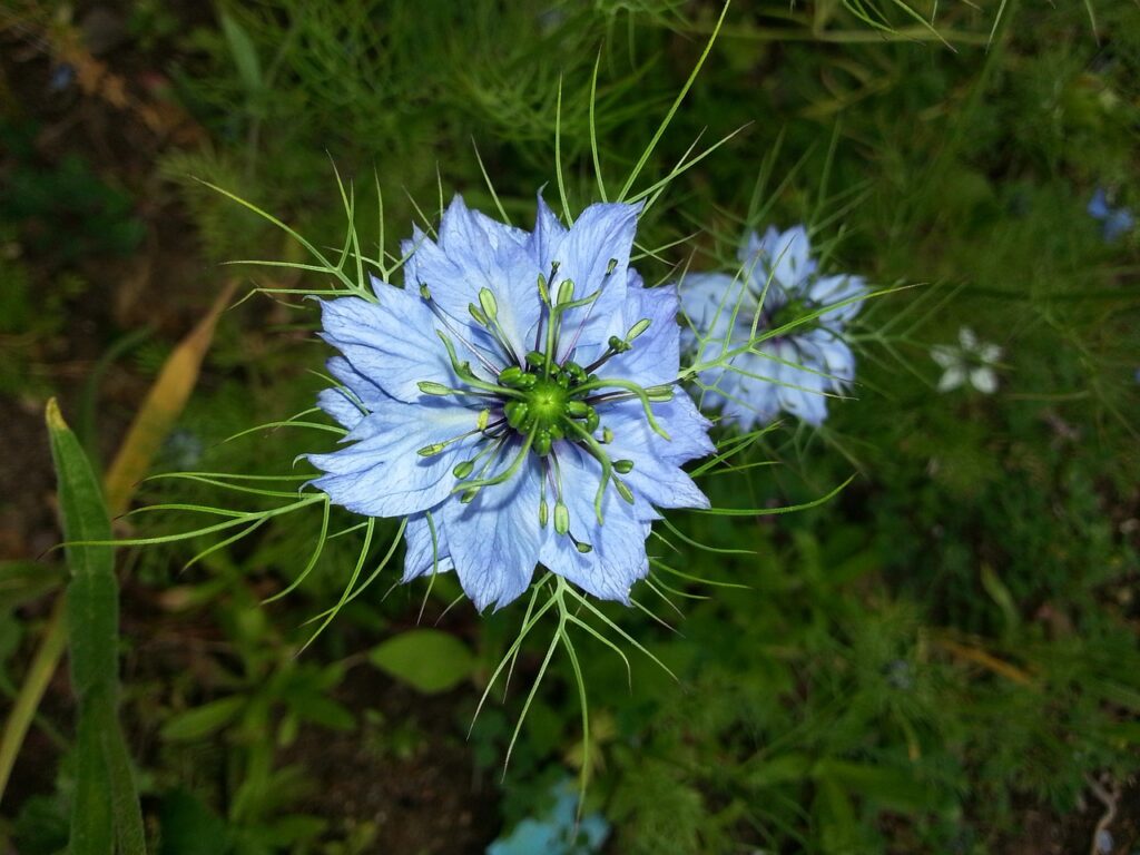 fiore a ruota della nigella bianco e spettacolare su fono scuro di arbusti