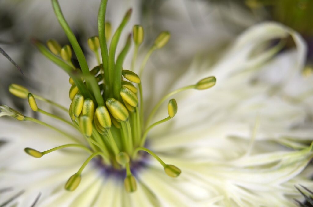 particolare interno del fiore con pistilli