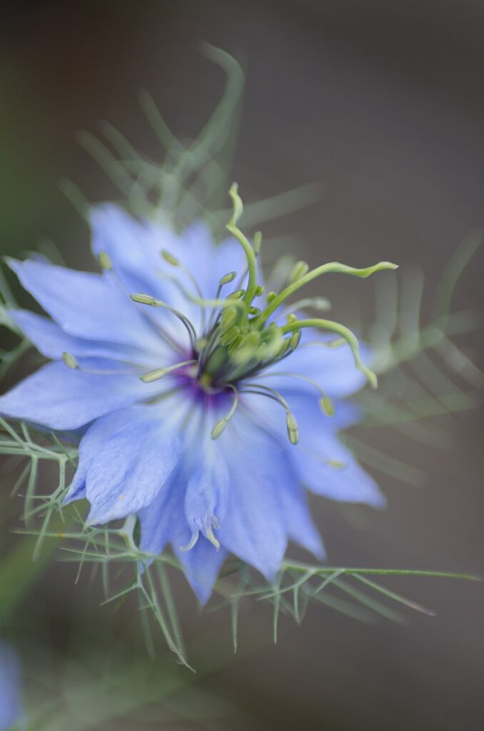 fiore azzurro a ruota della nigella