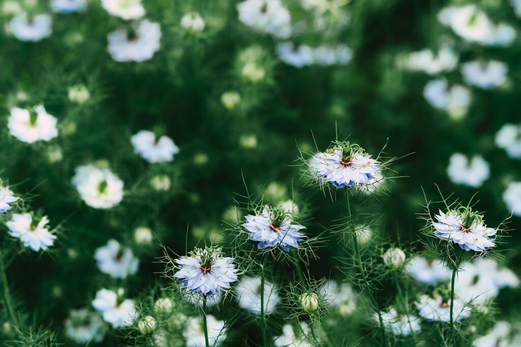 campo di piccoli fiori bianchi di nigella