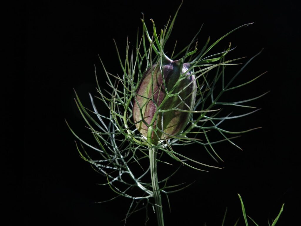 cpsula dlla nigella in un immagine suggestiva su fondo nero