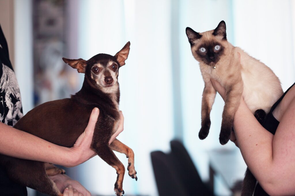 separazione di coppia: affido condiviso -  nella foto un cane tenuto in braccio da una donna e un gatto tenuto in braccio da un uomo