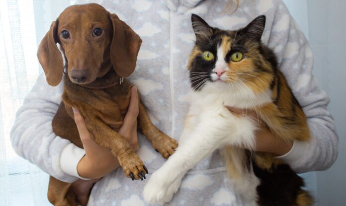 affido animali domestici - nella foto un cane bassotto marroncino e un gatto maculato nero e marrone, con occhio con macchia nera e pancia bianca, sono in braccio ad un uomo