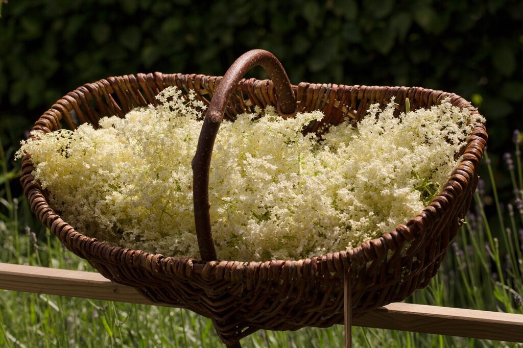 un cesto in vimini con dentro tantissimi fiori di sambuco