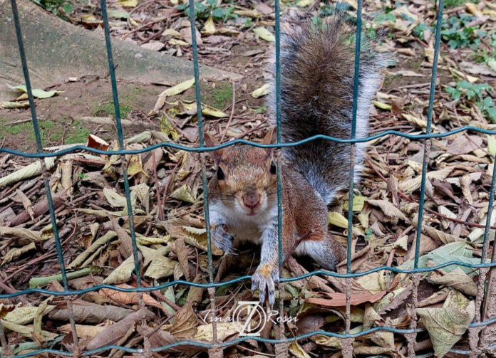uno scoiattolo in un parco ha folta coda beige ed ha un azampina appoggiata alla rete e mi guarda