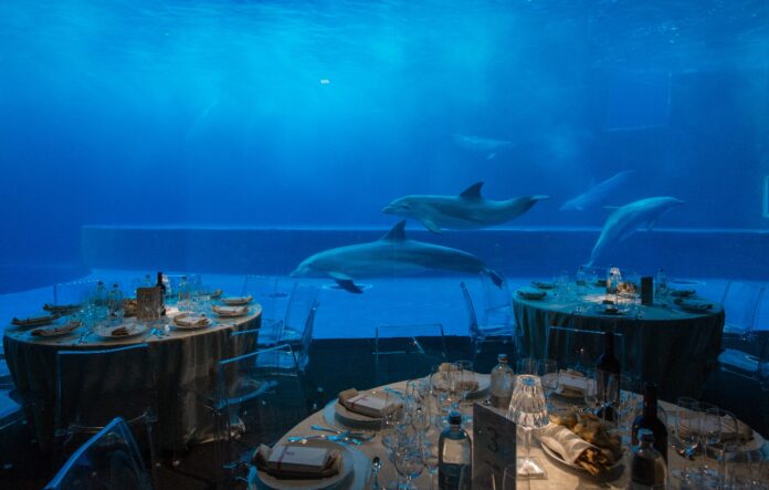 dei delfini nuoano in una grande vasca dell'acquairio con luci blu