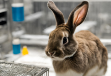 Test su animali - un coniglietto marroncino fuori da una gabbia appoggiata su un tavolo da laboratorio