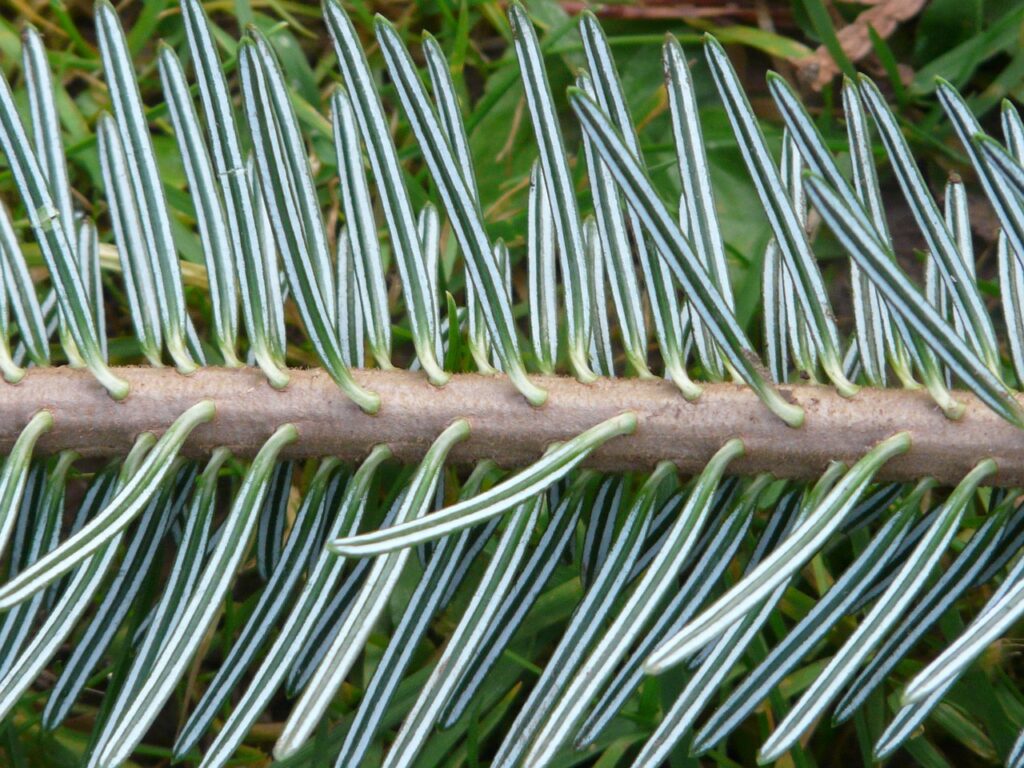 aghi di pino di abete bianco in primo piano