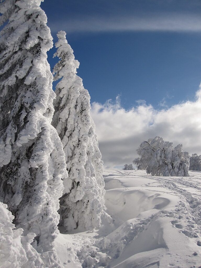 una strada nel bosco innevato con alberi pini e ebeti coperti di neve