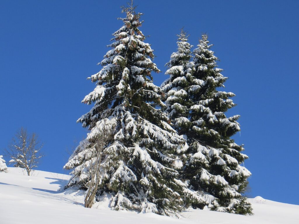 due magnifici abete bianco sul pendio di una montagna innevata