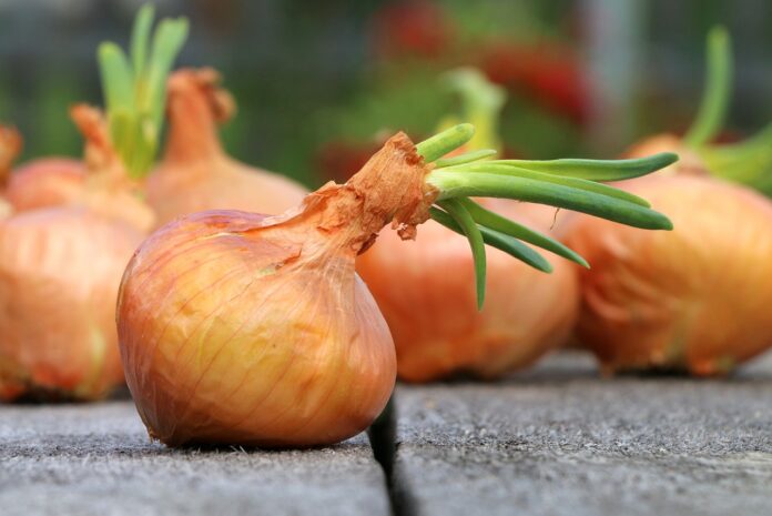 cipolle su un tavolo da cucina in germoglio