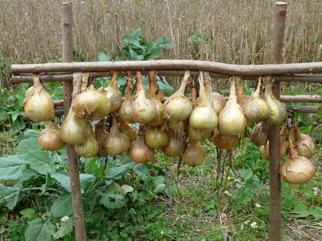 cipolle appese in un giardino