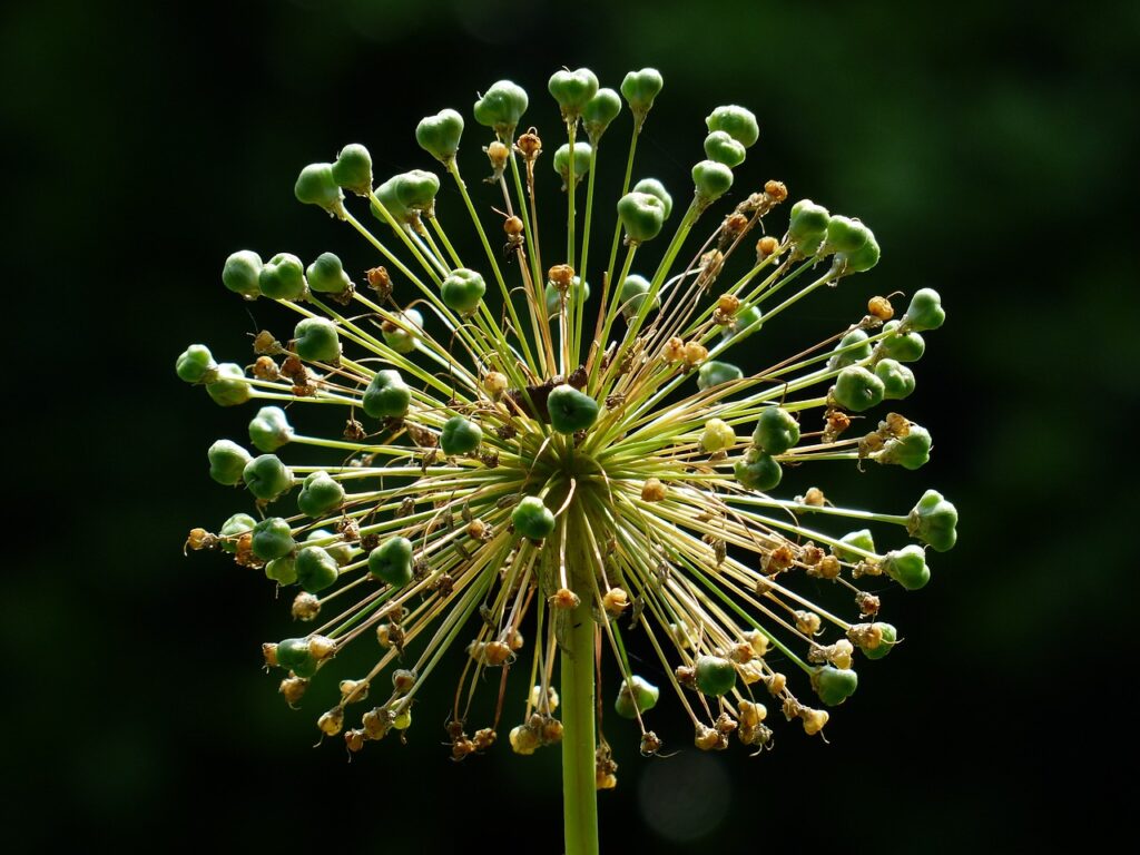 fiore della cipolla