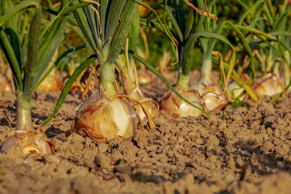 campo di cipolle ancora interrate