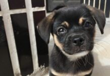 cuccioli in canile - un cucciolo marroncino con muso nero vicino alle sbarre di una gabbia