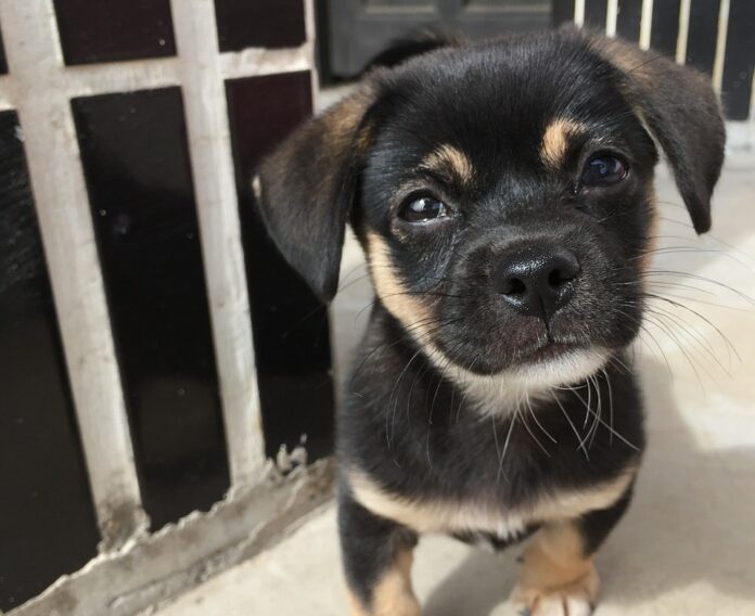 cuccioli in canile - un cucciolo marroncino con muso nero vicino alle sbarre di una gabbia