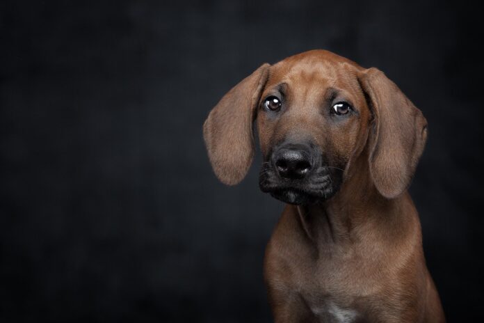 fuochi d'artificio e botti di capodanno - su sfondo nero un cane con orecchie lunghe, di colore marroncino, guarda con occhi tristi