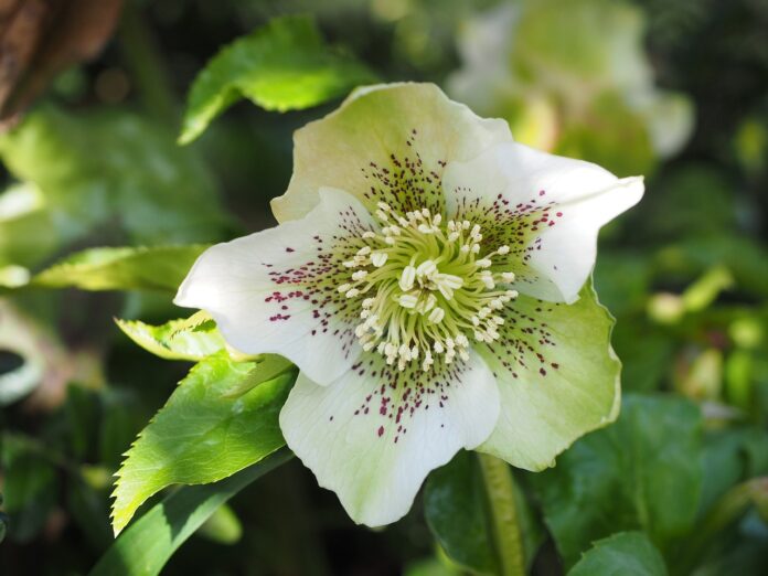 fiore aperto di elleboro a cinque petali bianco