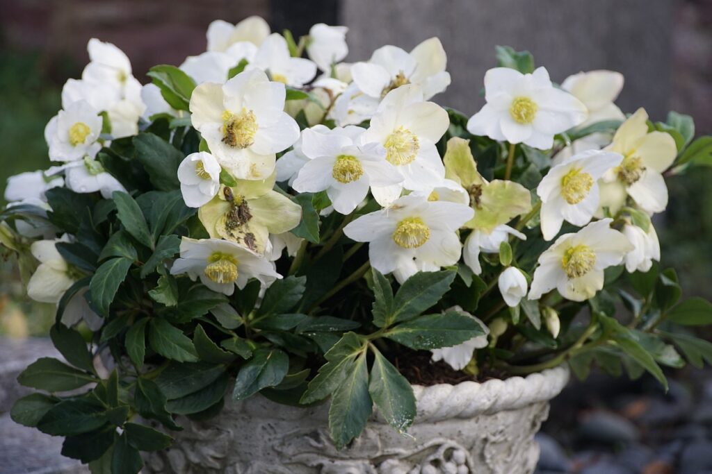 un vaso pieno di fiori delicati bianchi di elleboro