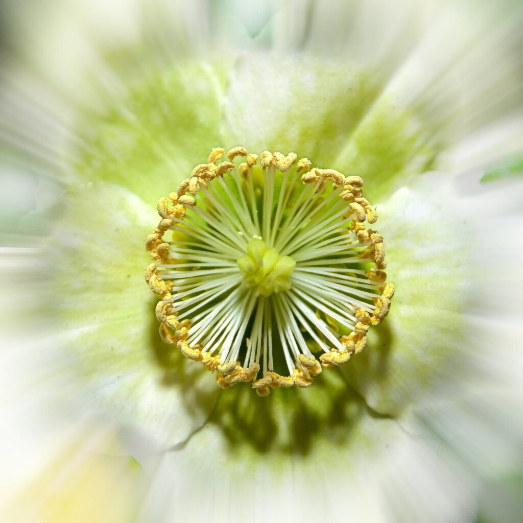 spelndido interno del fiore di elleboro visto in macro con evidenza dei pistilli