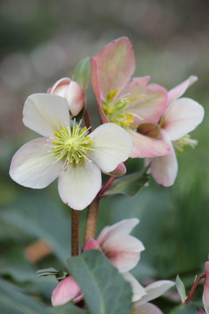 piccoli fiori in primo piano bianchi e rosa perla