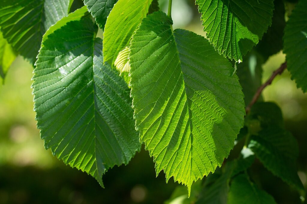 tenere foglioline di olmo primaverile