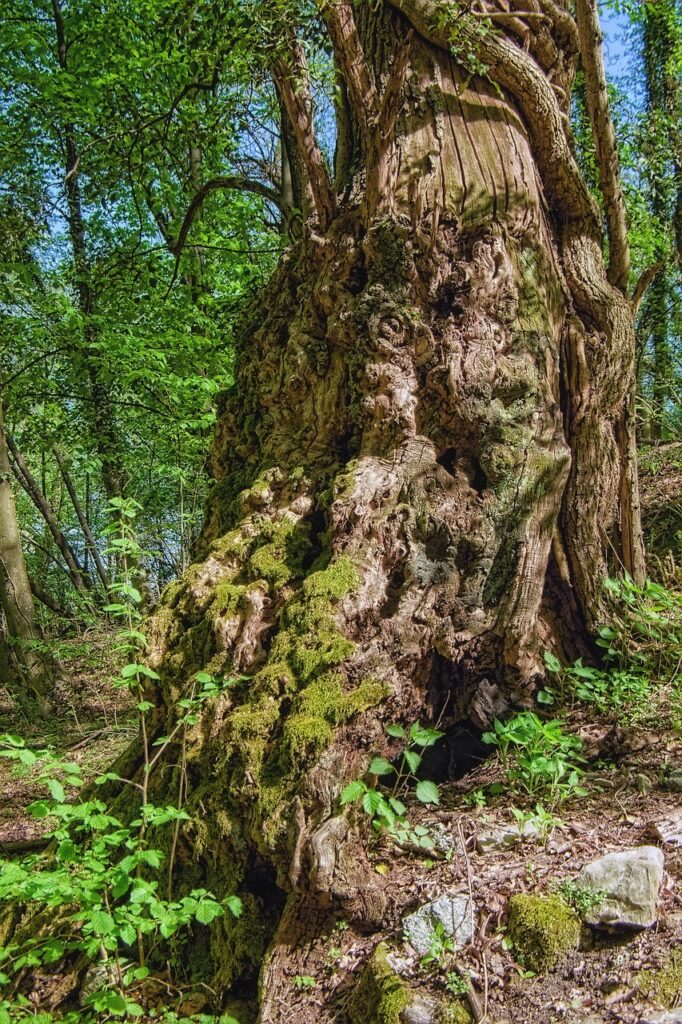 spettacolare e centenaria corteccia di olmo dentro un bosco 