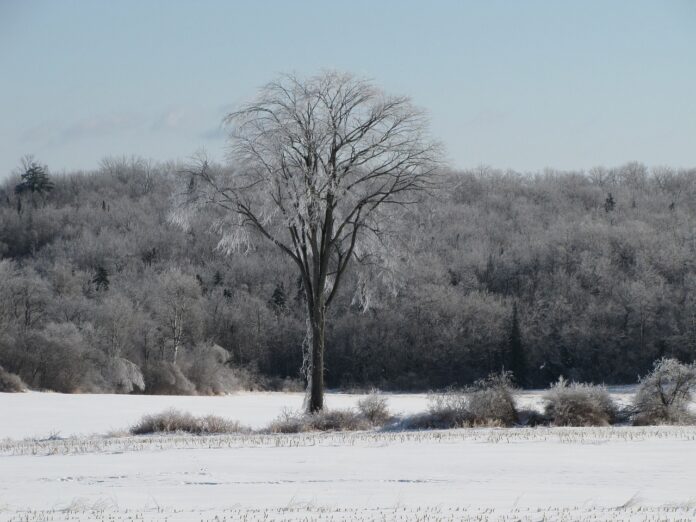 olmo in inverno su un campo pieno di neve